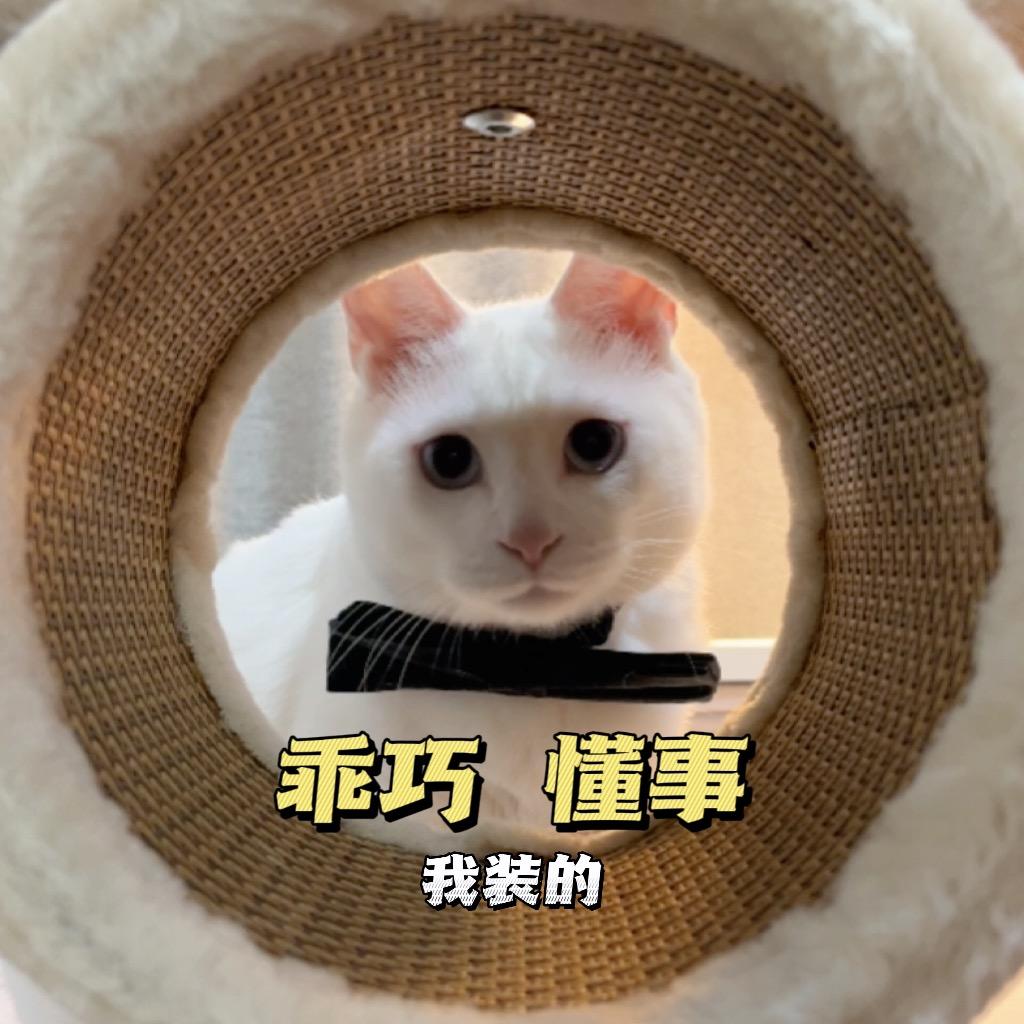 ♥️僵小白
