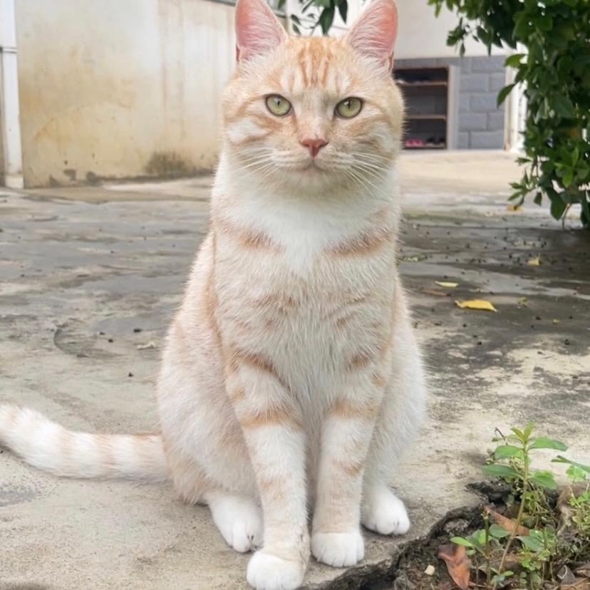 佛山茗宇资质包工