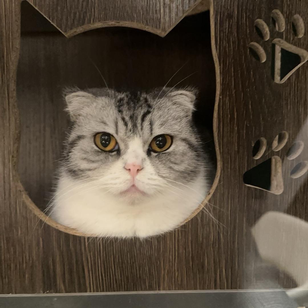 鹿米（分享版）