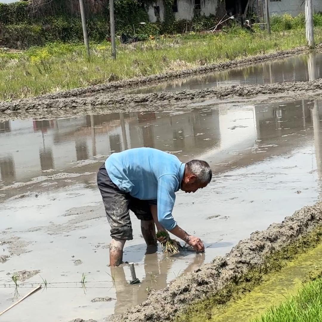 农村74岁爷爷奶奶的日常