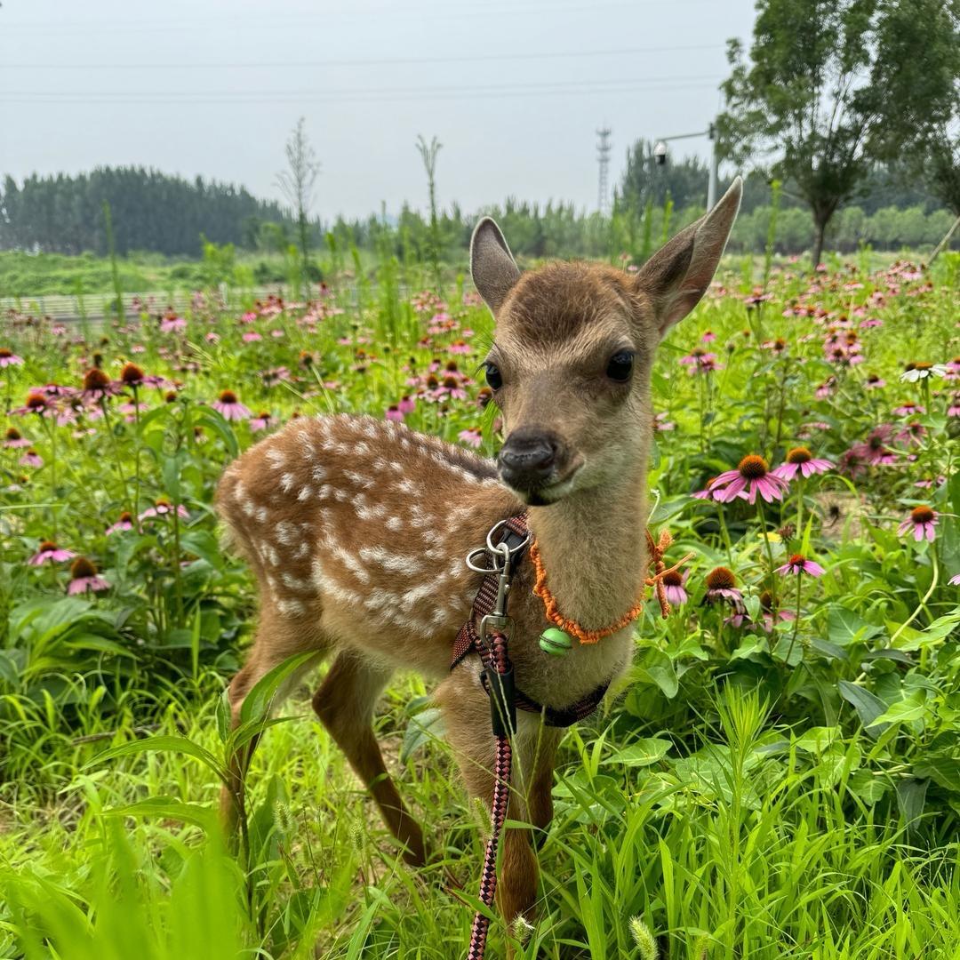 于 小 护（淄博梅花鹿养殖）