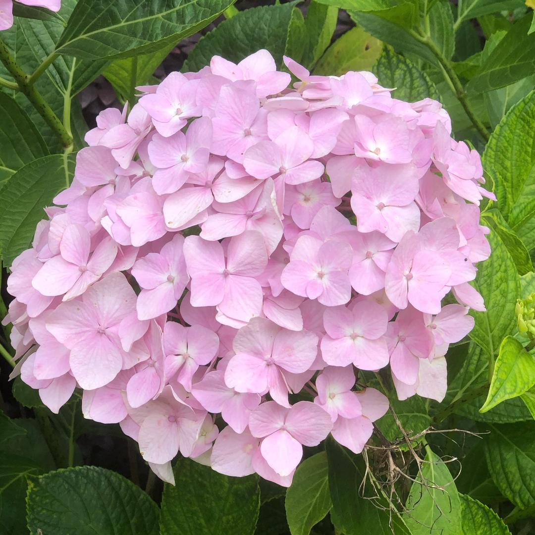 花画画花