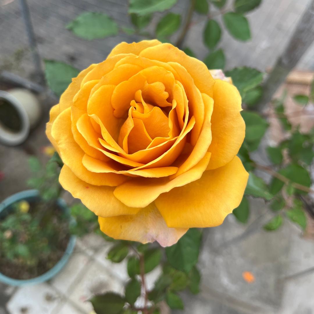 山茶花读得懂白玫瑰