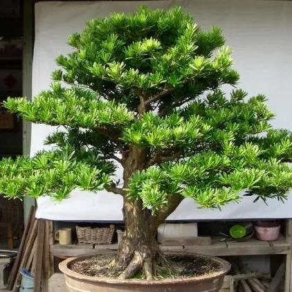 蘌靊园盆景园艺