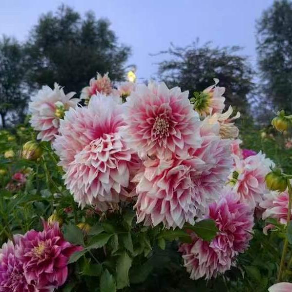 美源大丽花基地