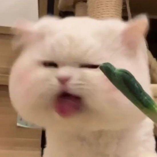 冲动是魔鬼