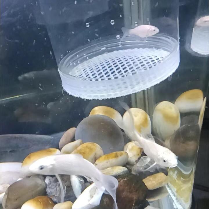 九如鱼你一生渔场