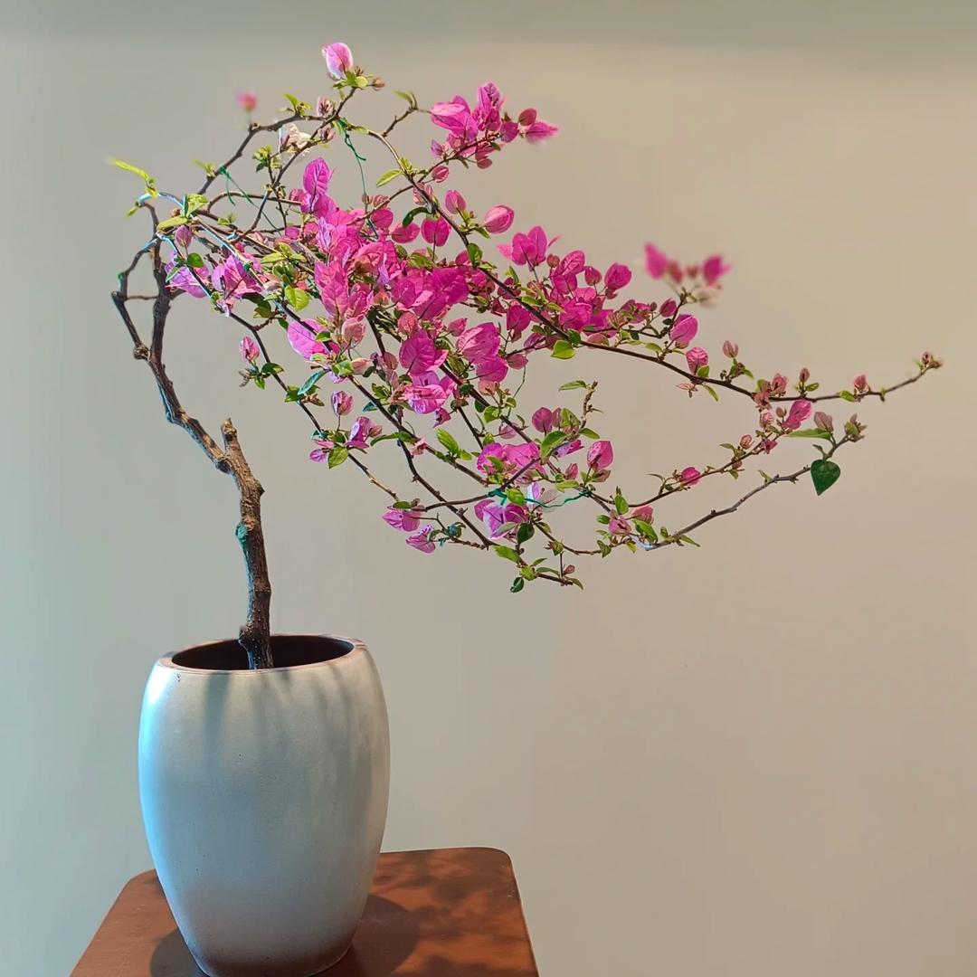 伊伊三角梅花卉