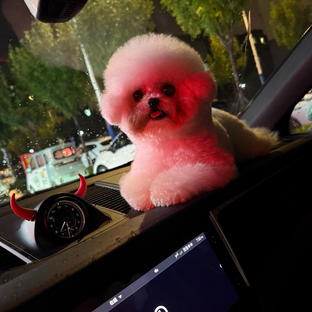 米米的小🐻小马和约克夏