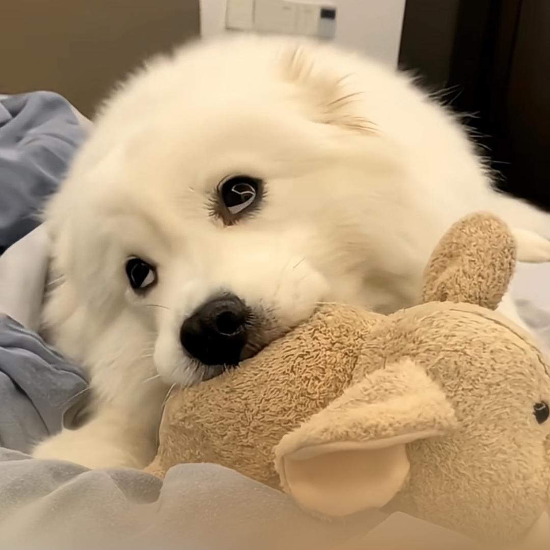 ( ･᷄ὢ･᷅ )