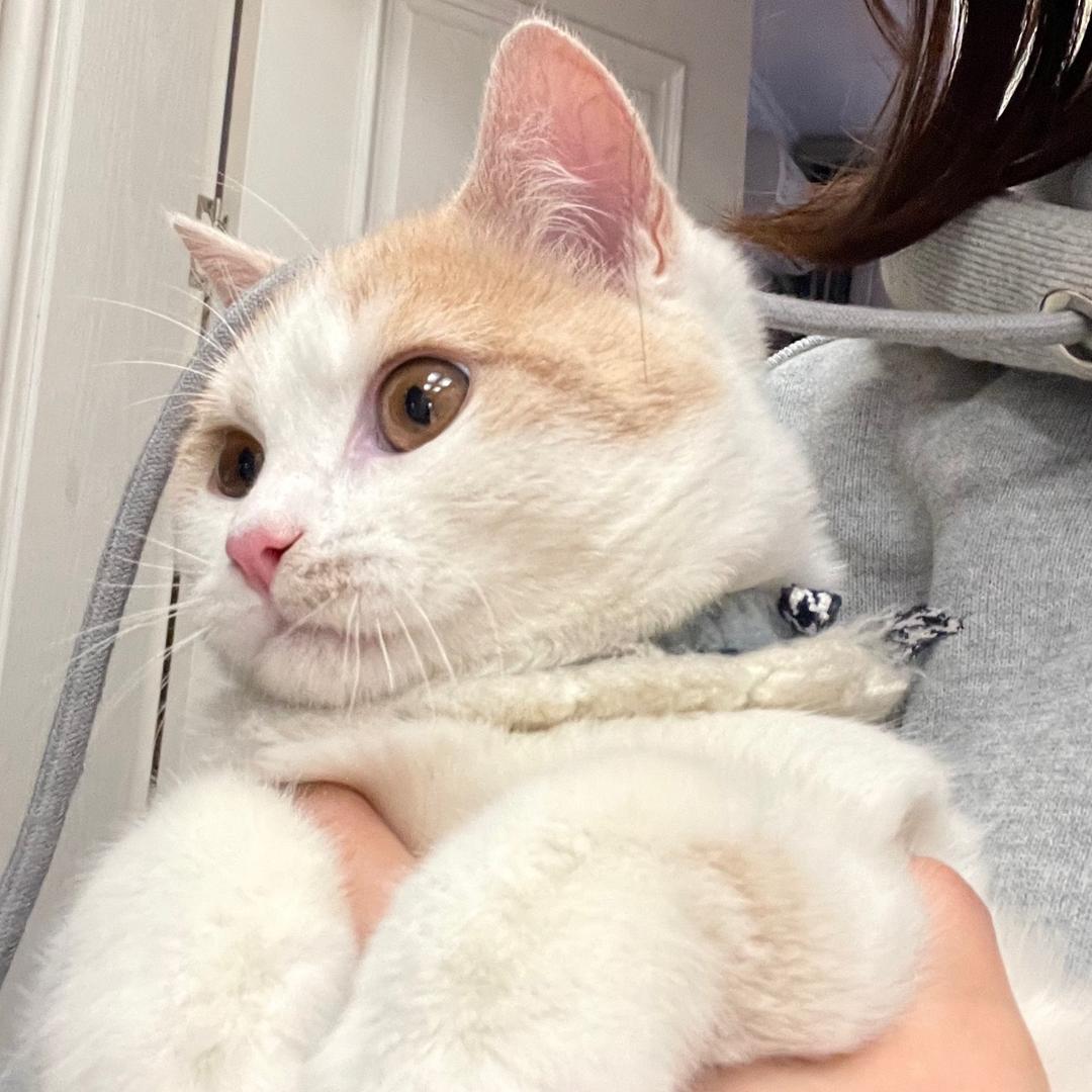 王千秋是只猫