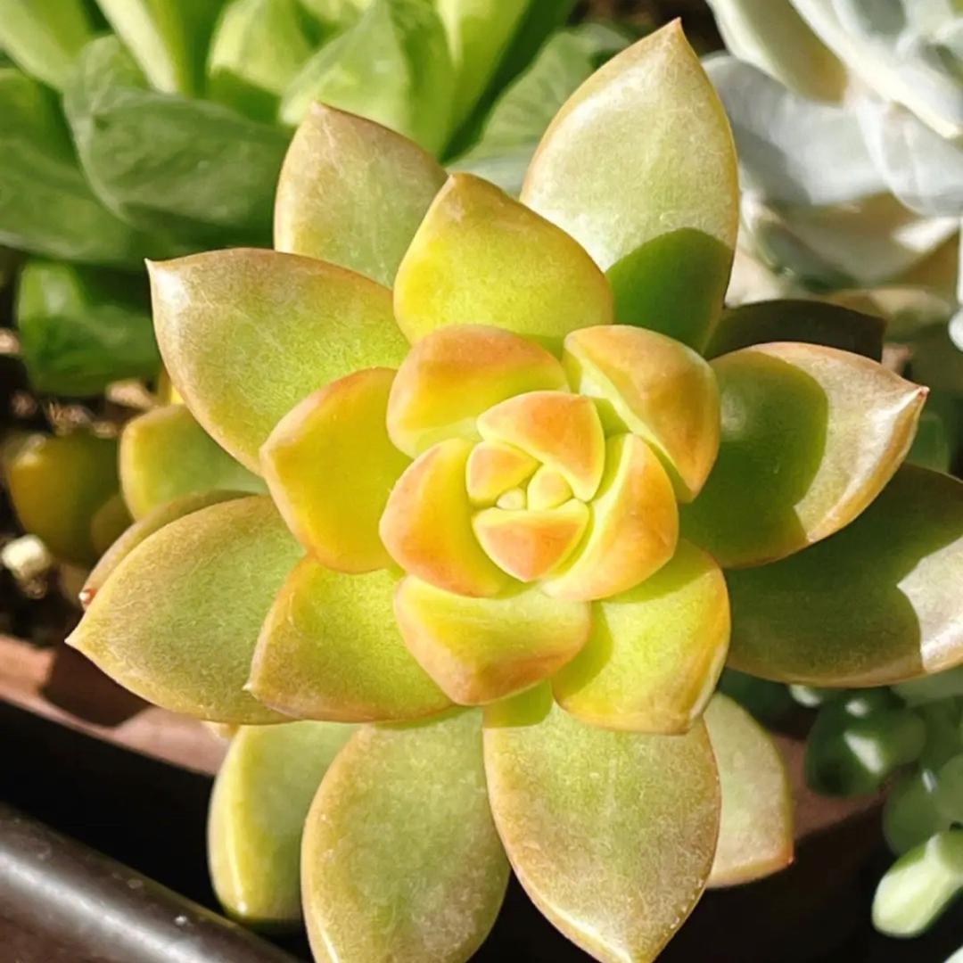 瓷念土星月花盆