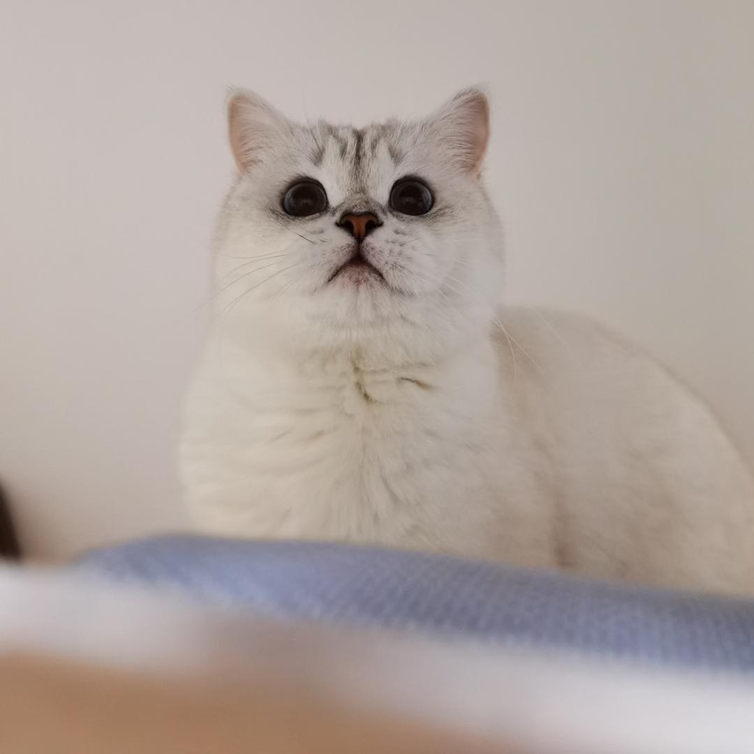 爪哥
