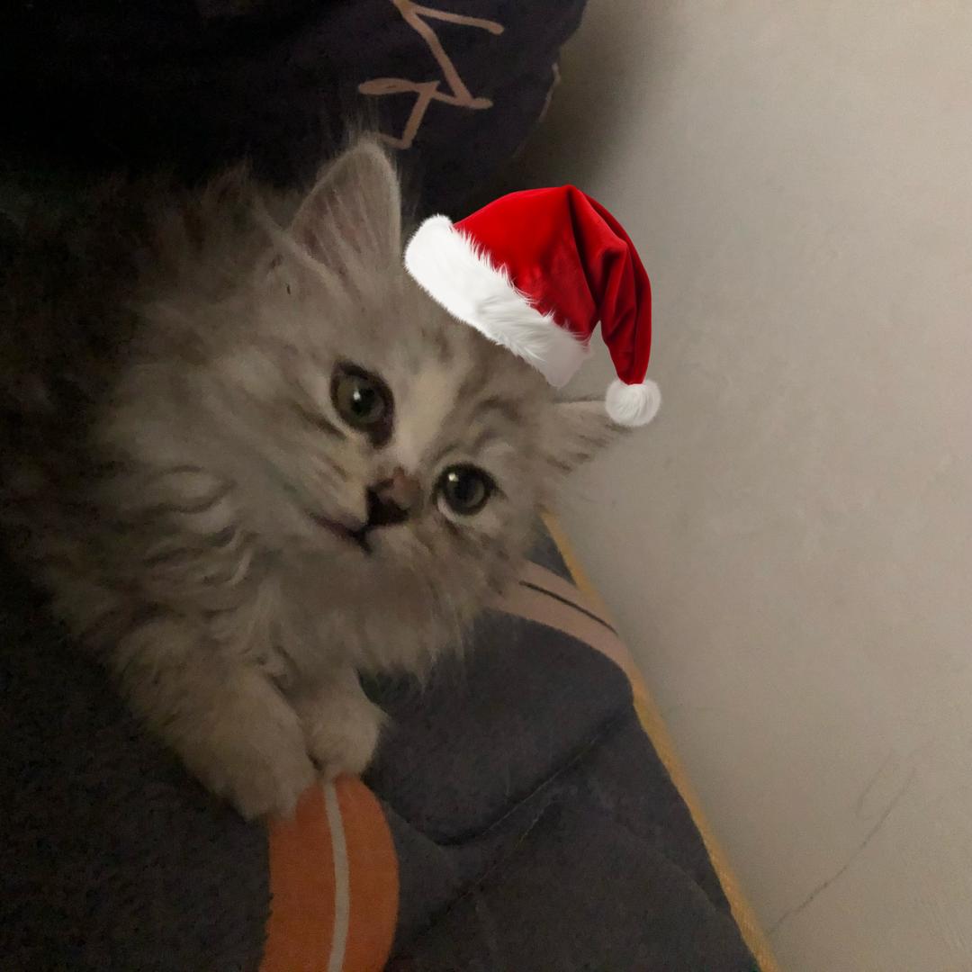 可乐是只小布偶🐈