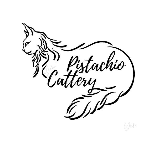 胡搅搅的缅因猫