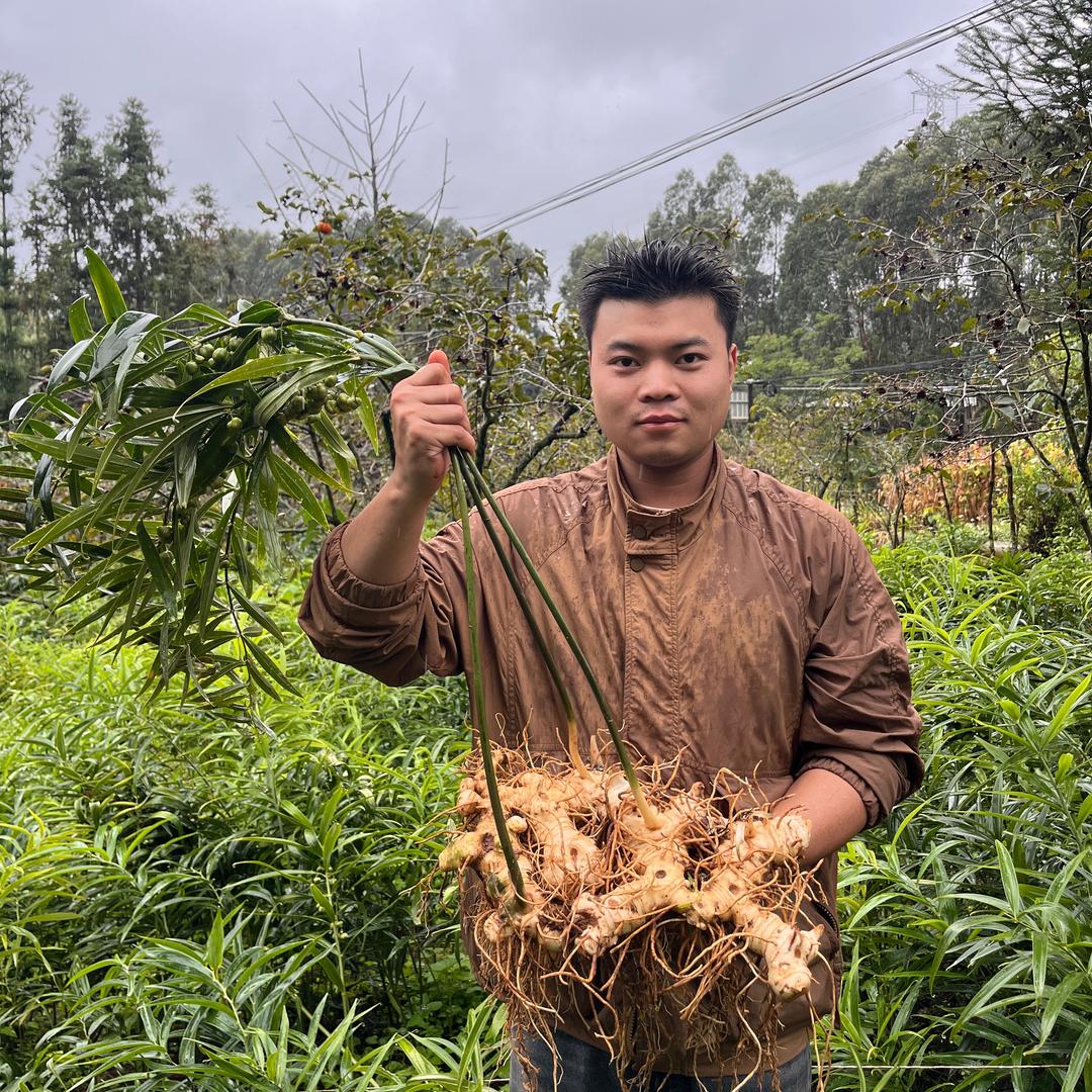 种黄精白芨的小周