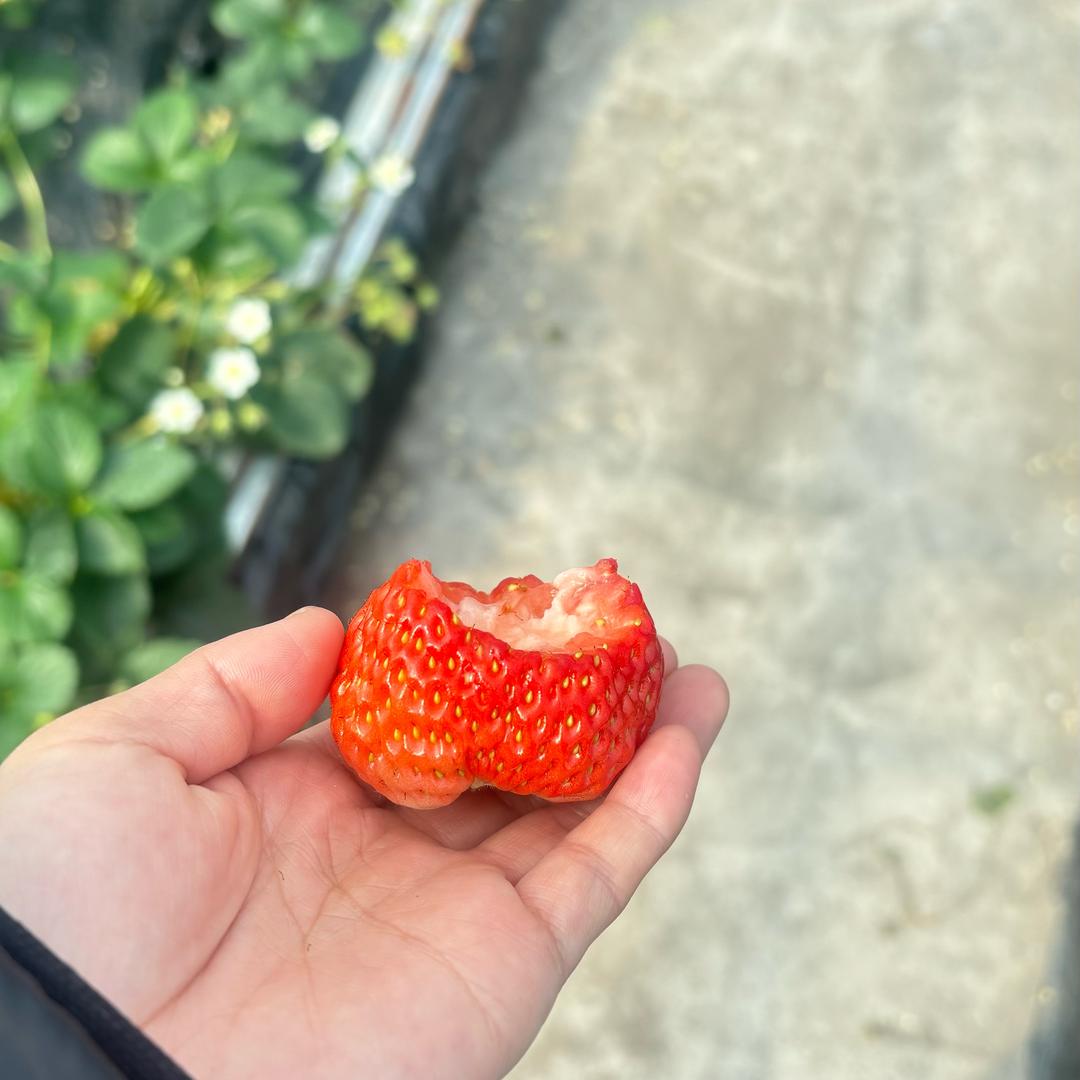 琪琪