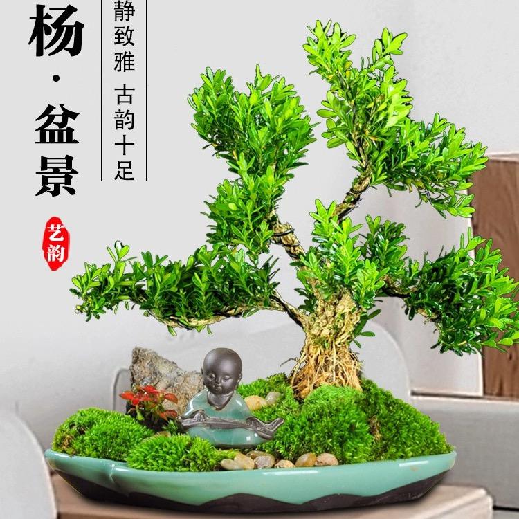 诗木黄杨