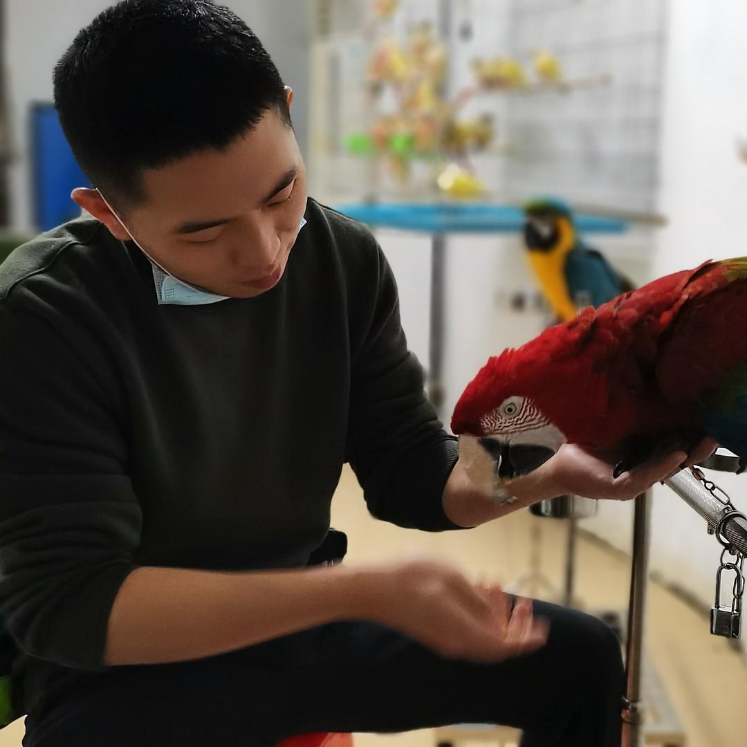 鹦鹉小凯