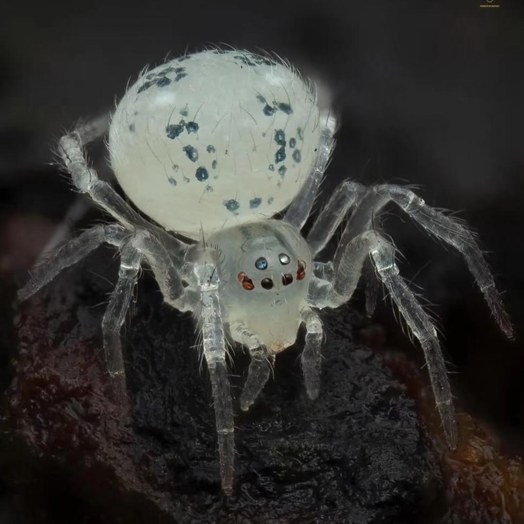 黑带带🕷️