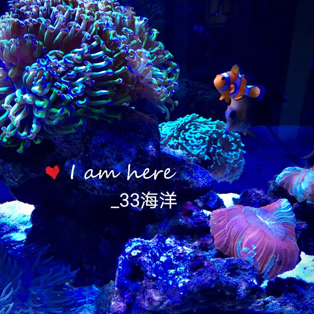 _33海洋海缸水景