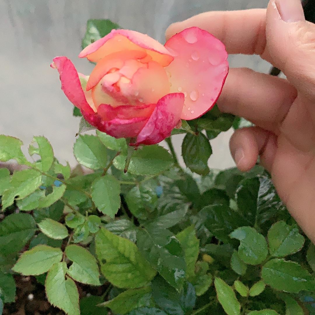 🌿小草🌿
