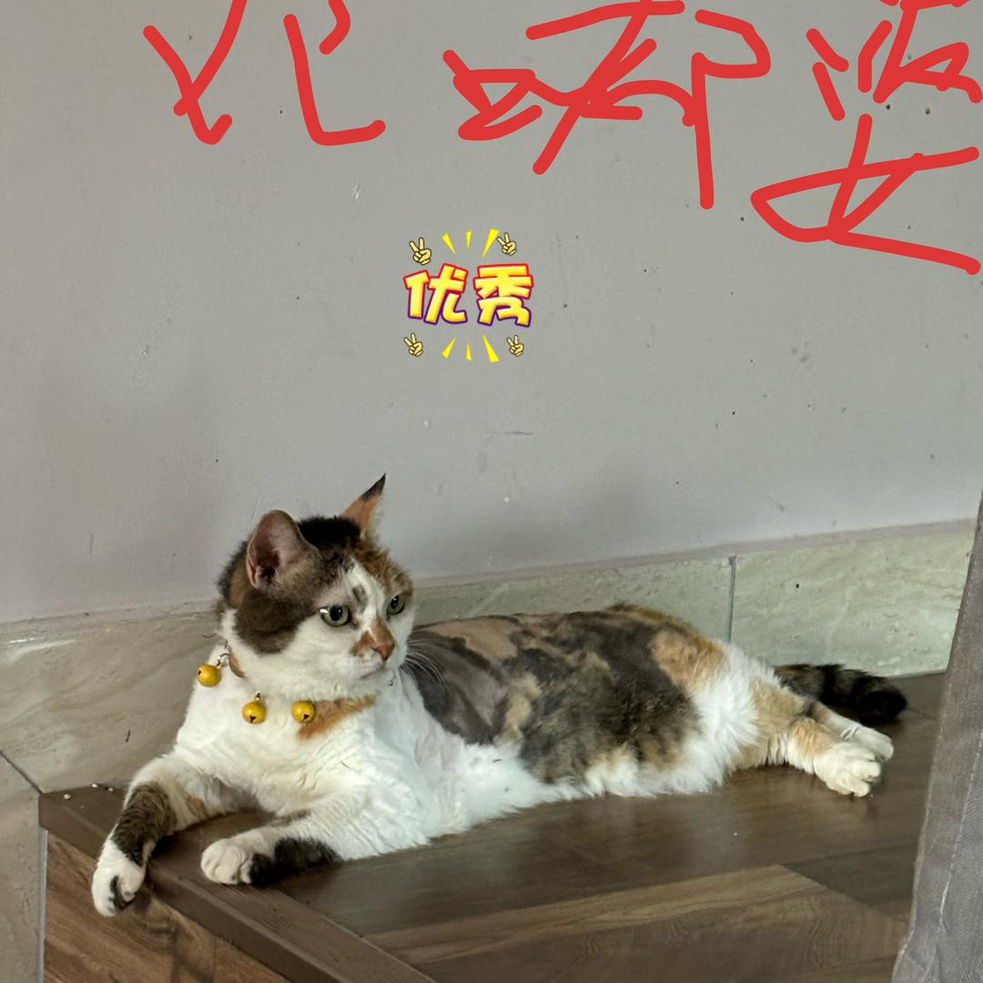 家有肥猫