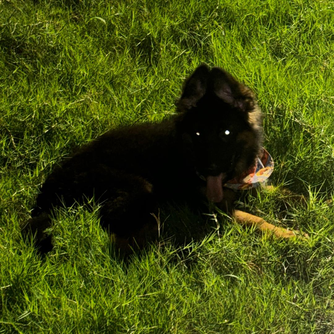 不吃猫的鱼