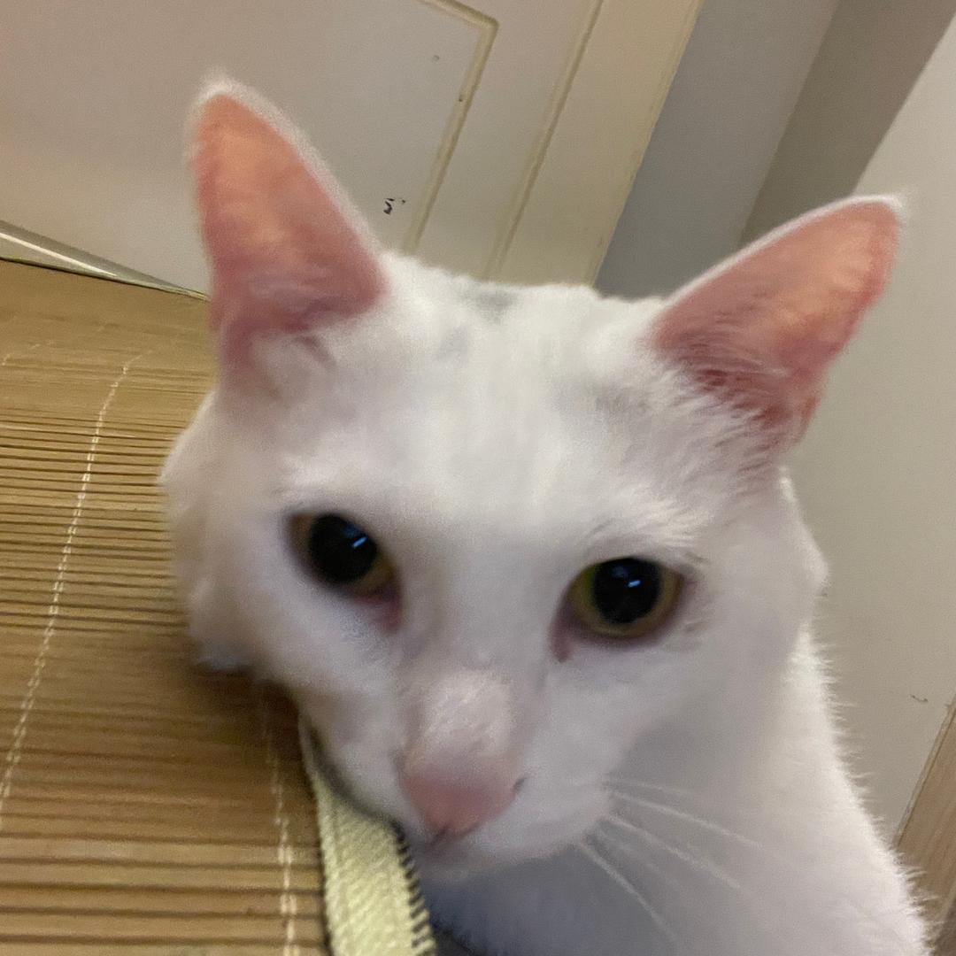 小禹兮丁铃铃