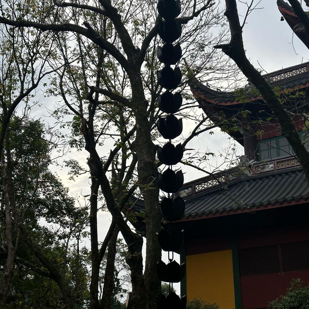 一只🐑羔