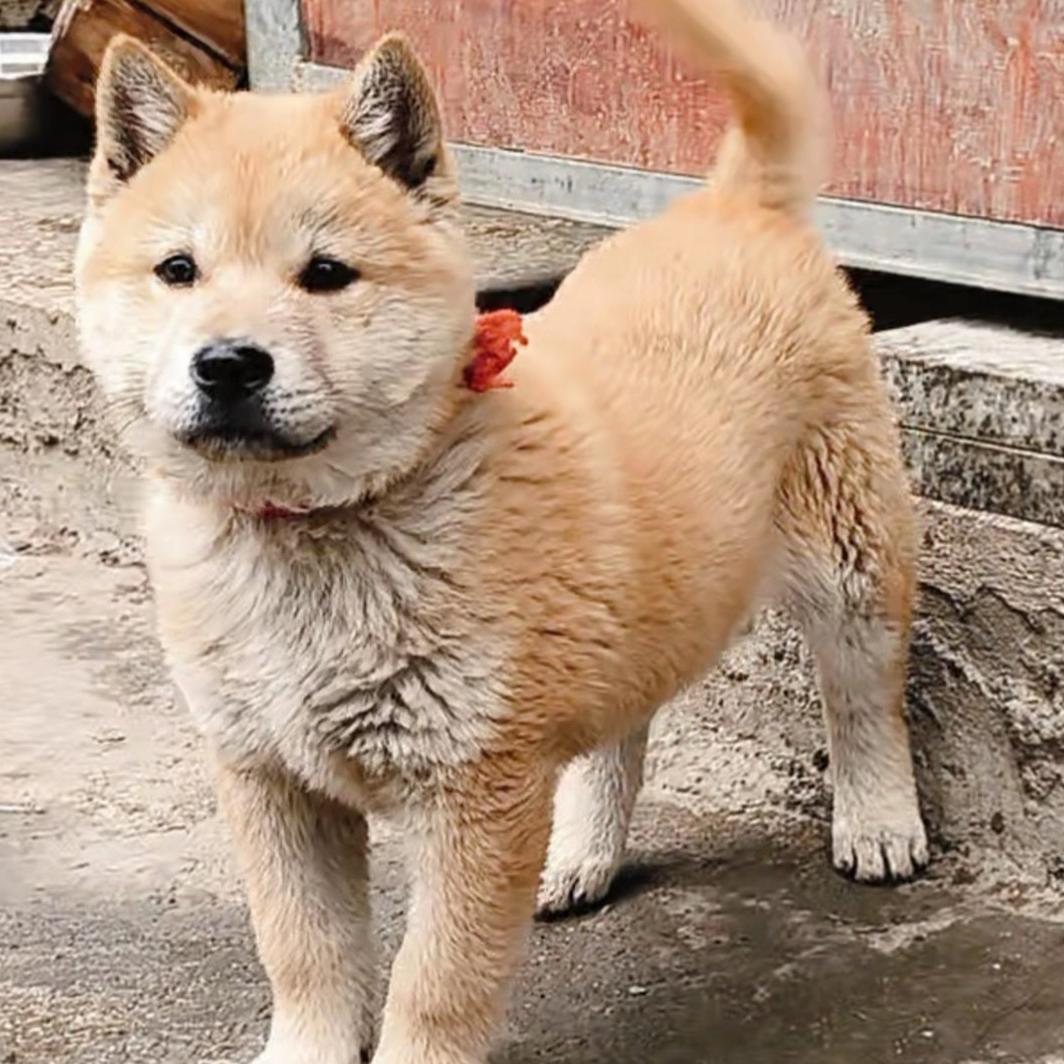 翻盘优选（中华神犬）