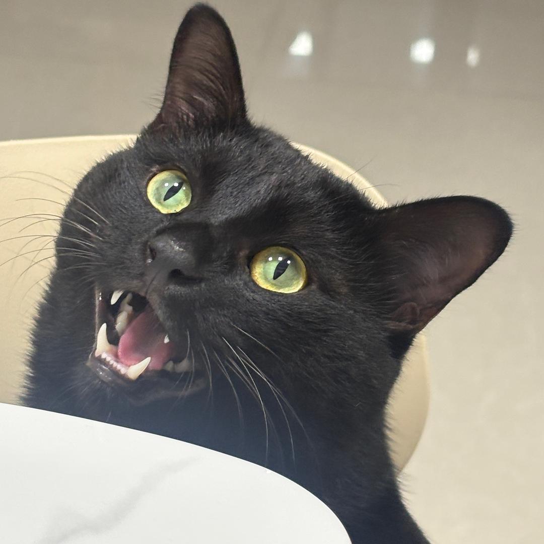 狸吔yu