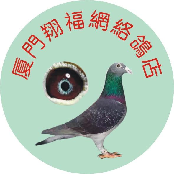 厦门翔福一手台鸽