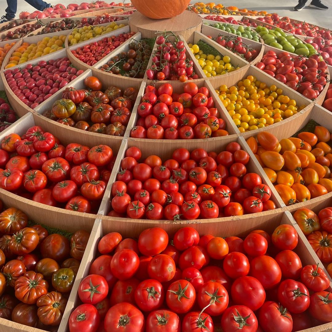 豫艺优质番茄哥