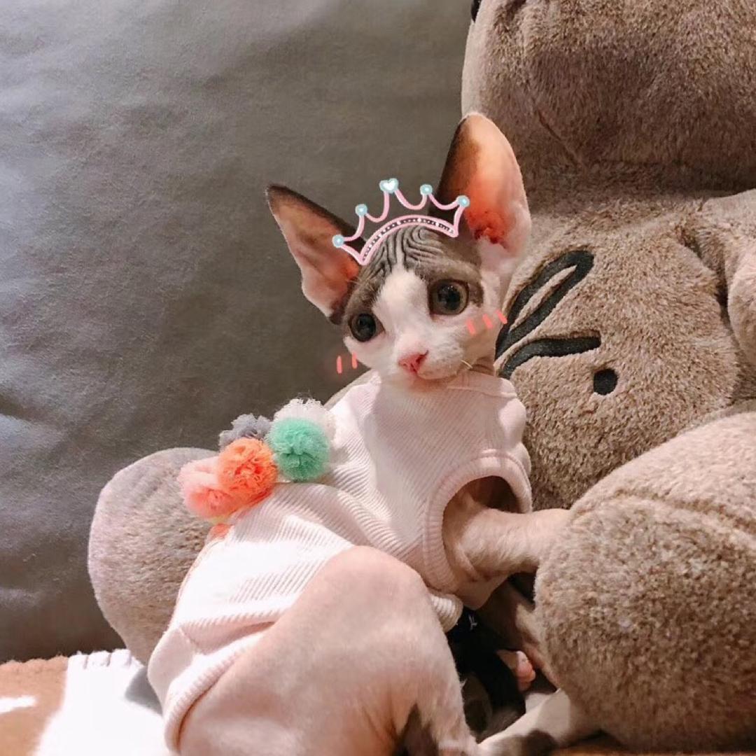皇妃爱宠（德文卷毛猫&无毛猫）