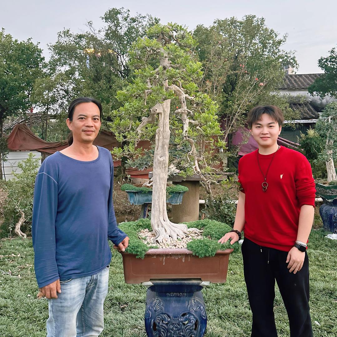 玖籽金弹子盆景