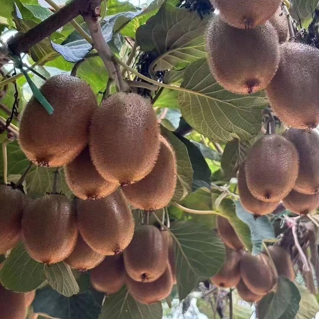 优果甄选