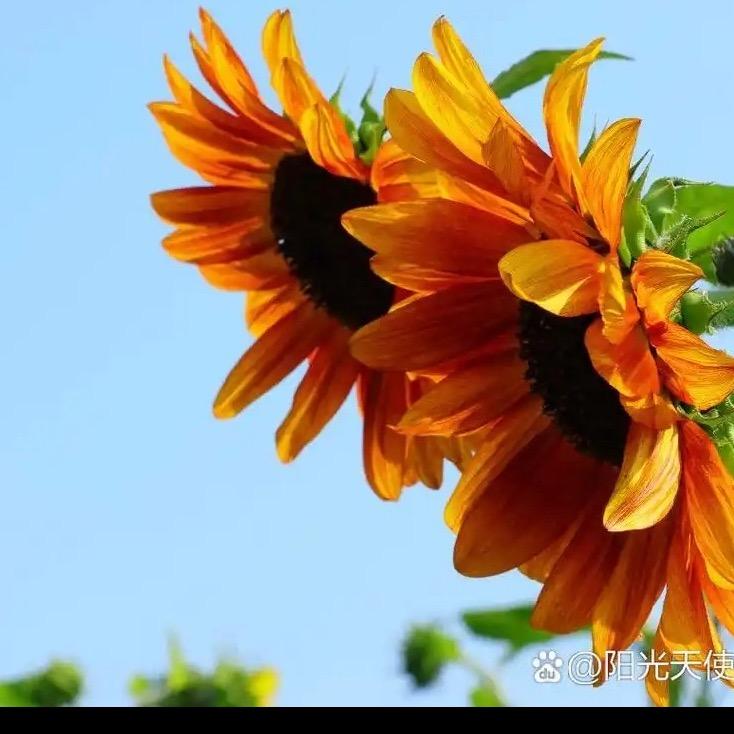 向阳花🌻