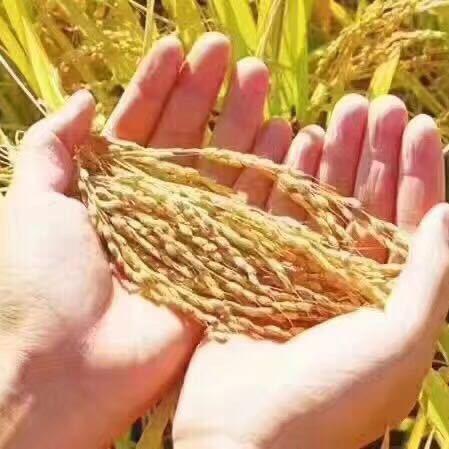 顺稻嘉稻花香