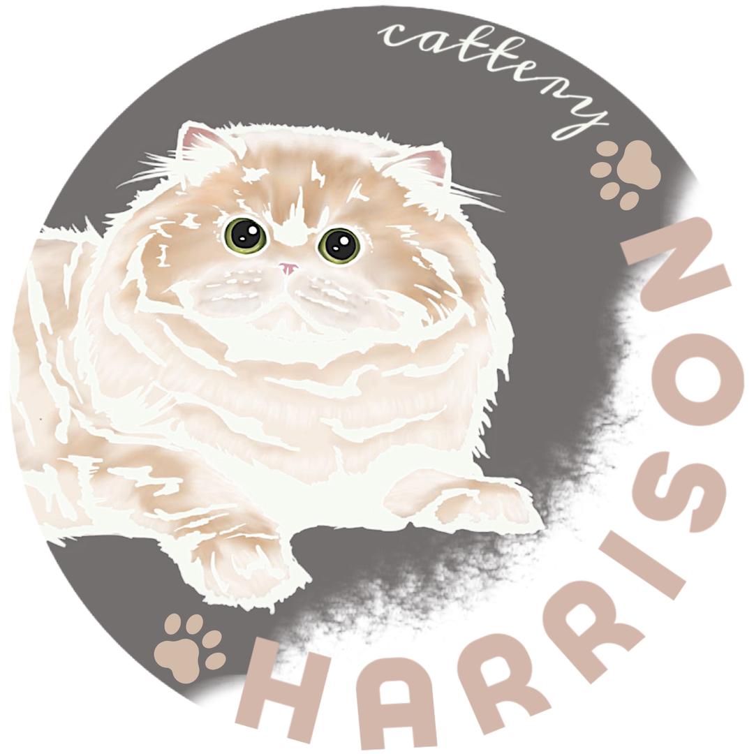 博淏小猫院