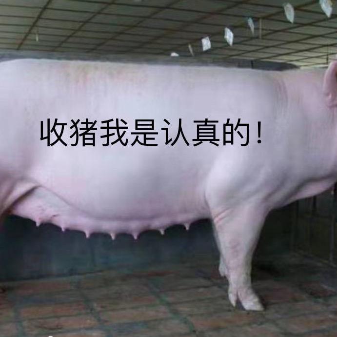 桂A收购生猪，白条批发