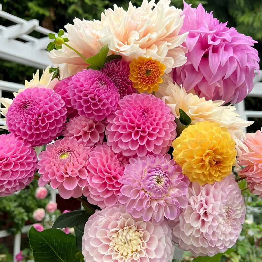 天竺牡丹大丽花