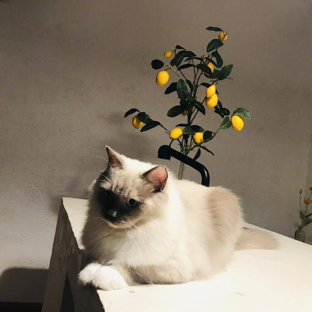 Gemini