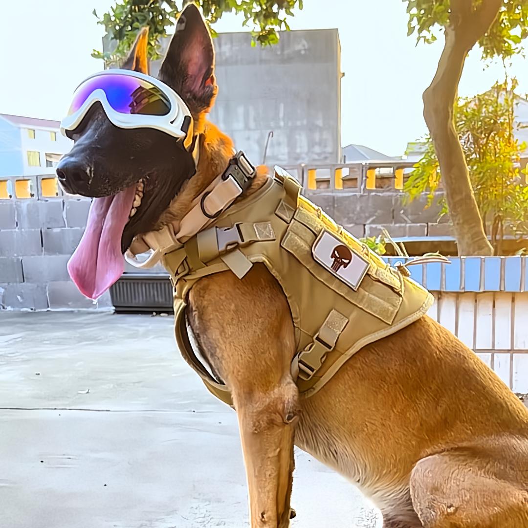 马犬黑虎