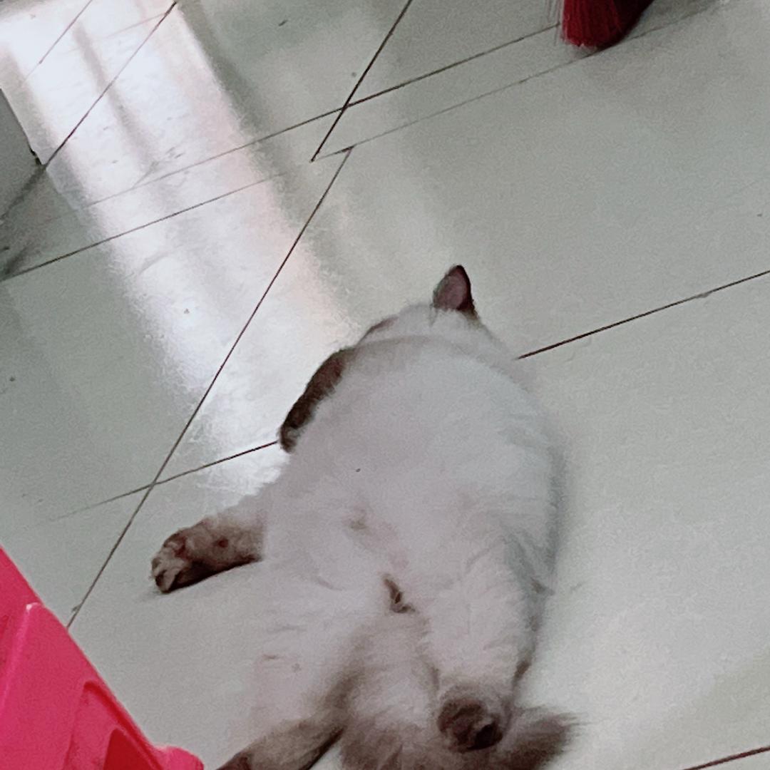 巷口小铺