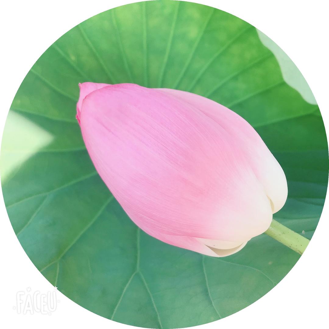 雄仔优选