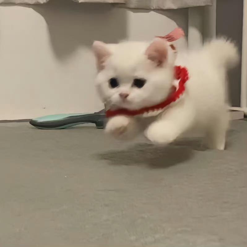 一团小猫纸