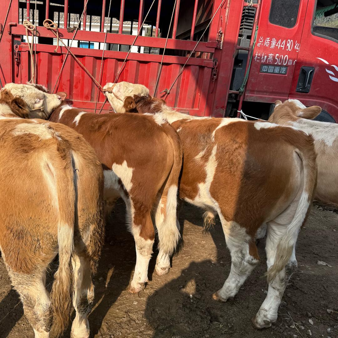 云霄牧业√山哥