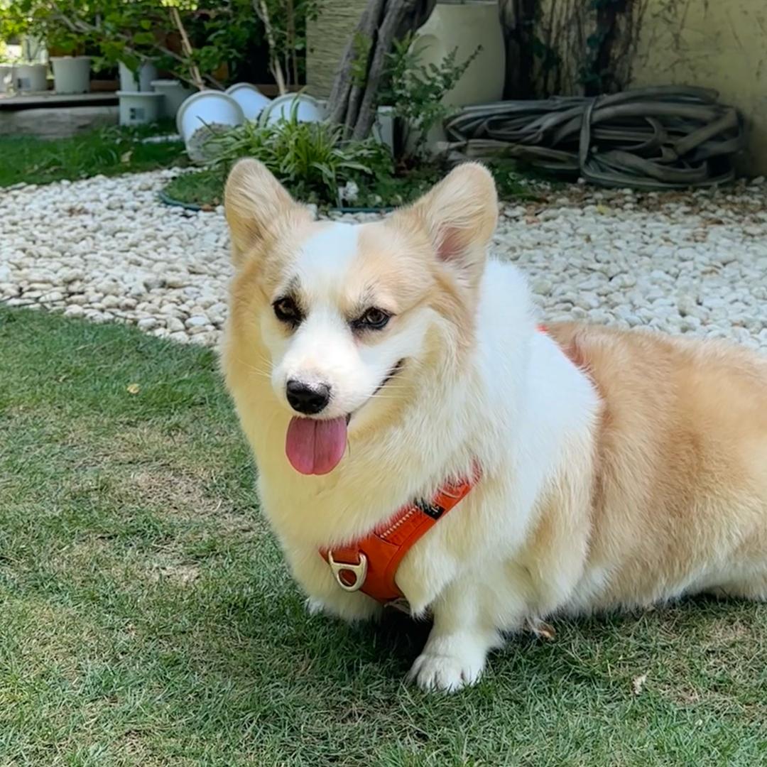 奶酪酱៷>ᴗ<៷