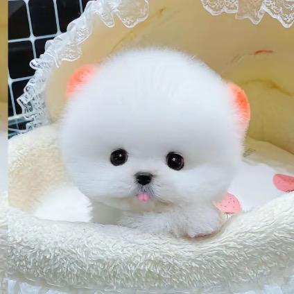 小琪琪博美茶杯犬